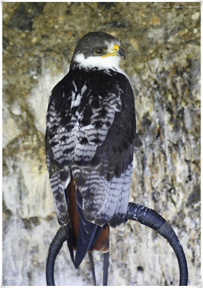 Buse augure - Buteo augur - Augur Buzzard