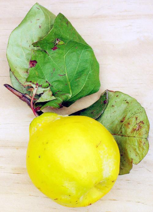Arbre fruitier : Cognassier