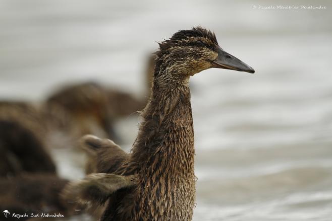 Madame Colvert et sa progéniture