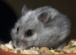 Hamster de Campbell