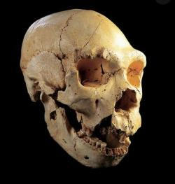 1 - L'arrivée des humains en Europe