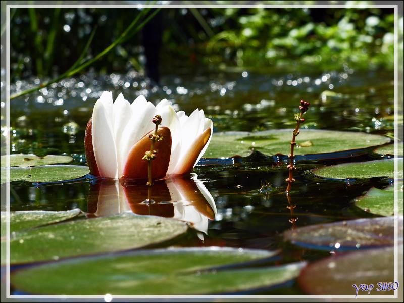 Fleur de Nénuphar et inflorescences de Myriophylle - Lartigau - Milhas - 31