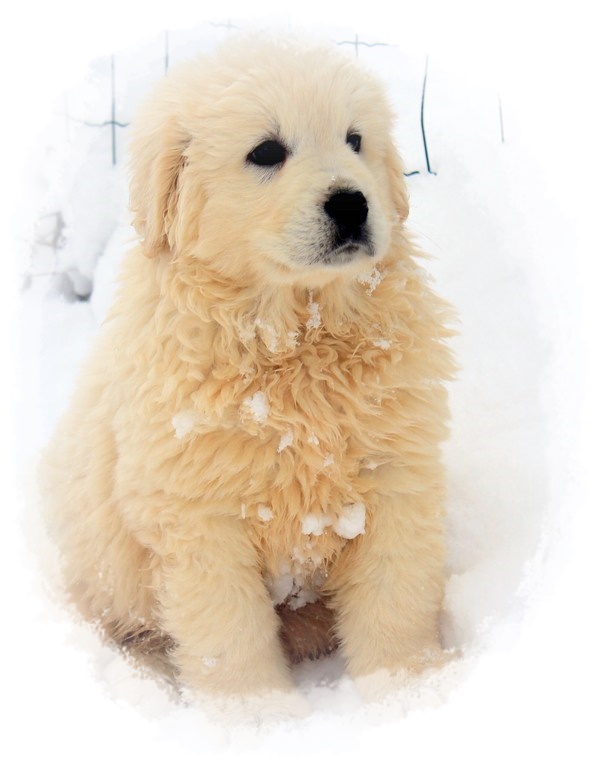 Neige N°1