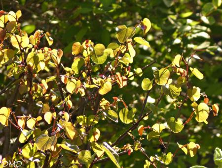 Cercis siliquastrum  -  arbre de Judée