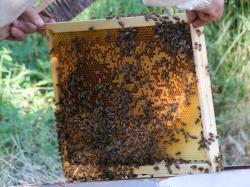 Les abeilles