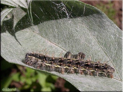  Vanesse du chardon ou Vanesse des chardons (Cynthia cardui ou Vanessa cardui) - Nymphalidae