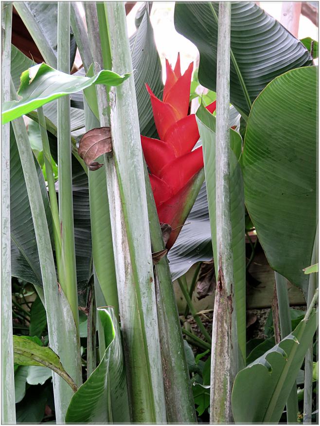 FLEURS VENUS D'AILLEURS   No 2
