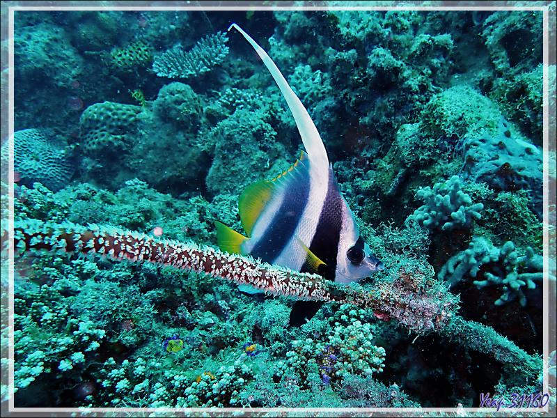 Poisson cocher commun, Pennant coralfish, Shooling bannerfish (Heniochus acuminatus) - Spot Antsoha (Rocher 4ème Frère) - Tsarabanjina - Mitsio - Madagascar