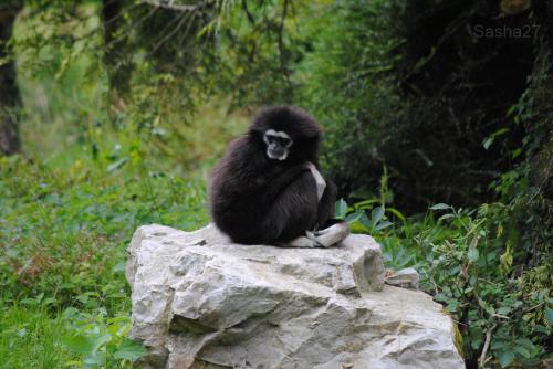 (2) Le gibbon à mains blanches.