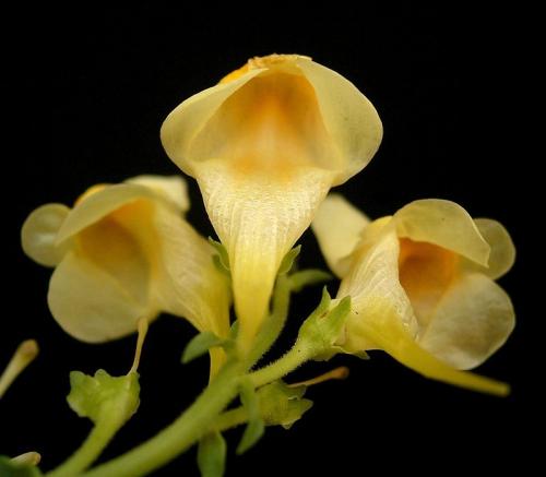 Fleurs cultivées : Linaires