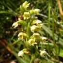 Index illustré orchidées