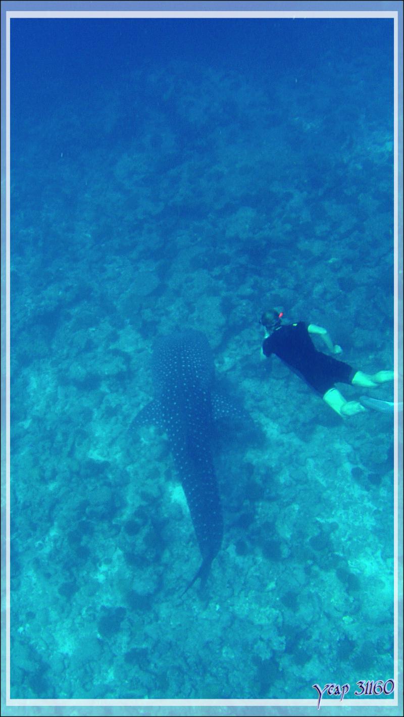 Ma seconde rencontre avec un Requin-baleine, mais profond celui-ci - Sud de l'atoll d'Ari - Maldives