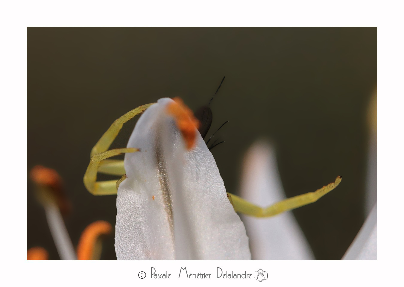 Thomise enflée ♀ sur Asphodèle - Thomisus onustus  