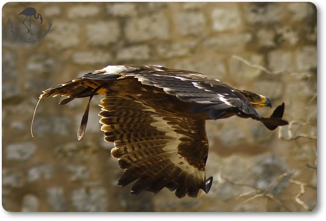 Aigle royal (?) - Décomposé d'une envolée...