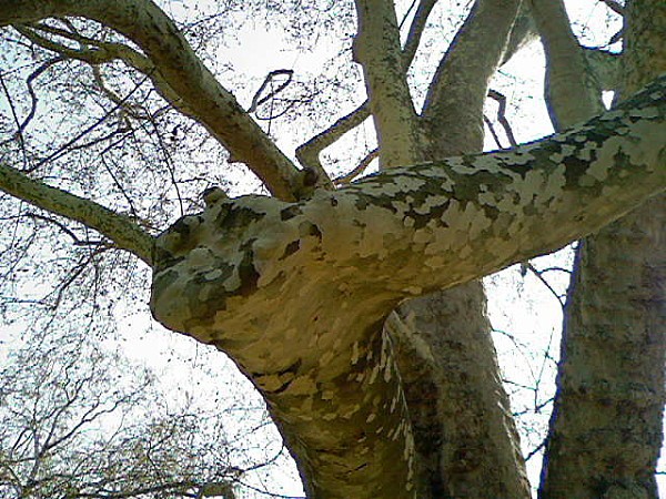 Platane5