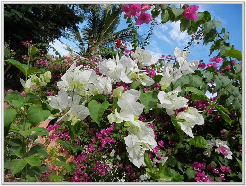  DES FLEURS DU SENEGAL