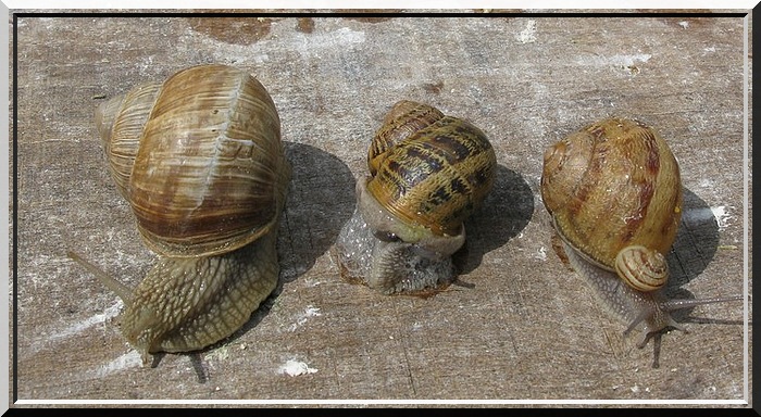 "Trois Escargots" poème de Maurice Carême