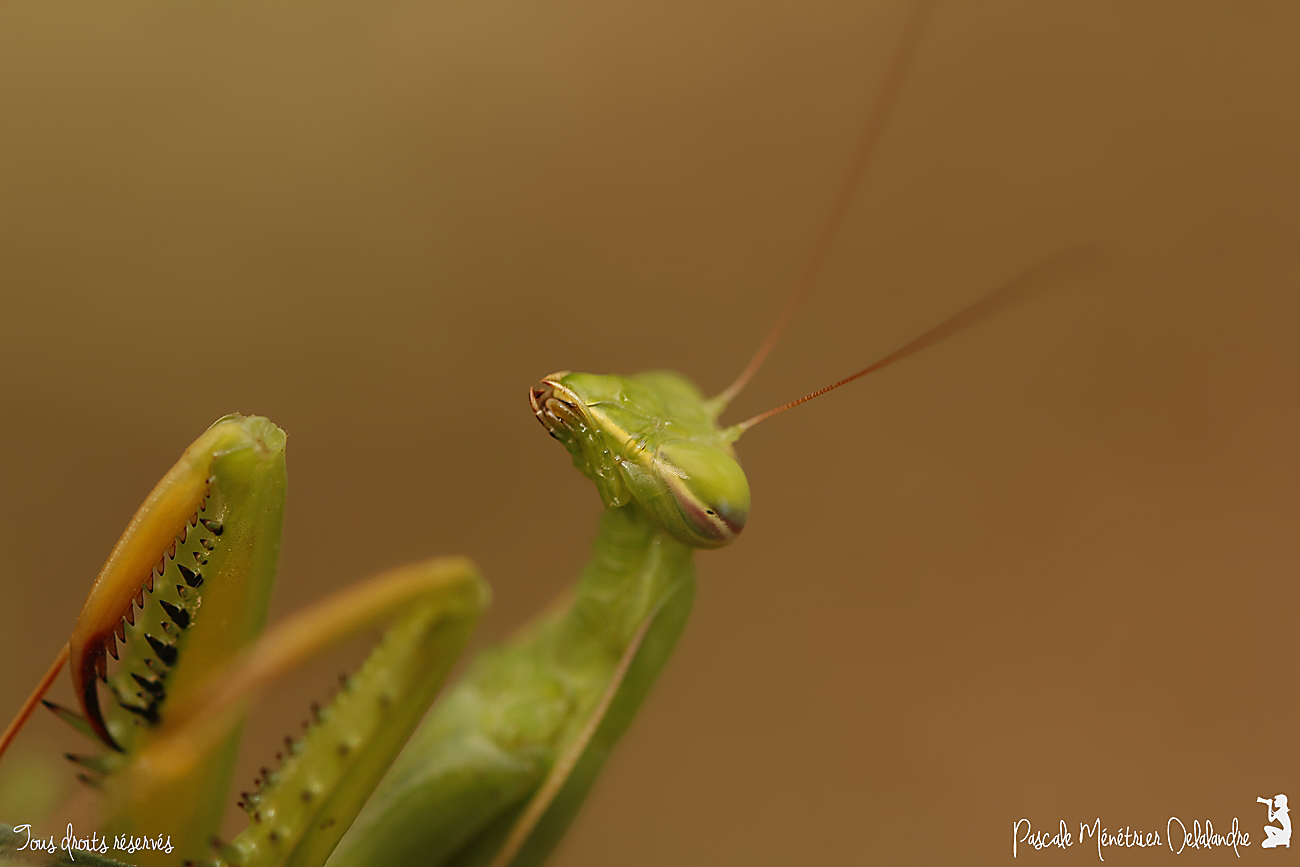 Mantis religiosa - Mante religieuse - forme verte