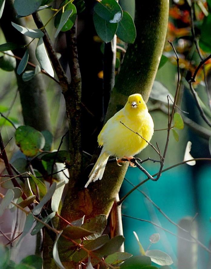 Le canari à Béthune 
