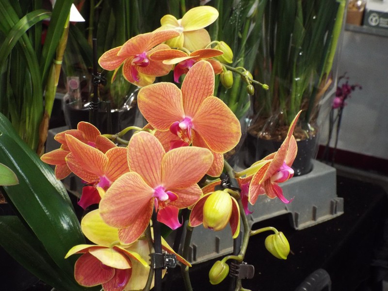 Orchidées 