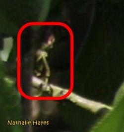 La Page de Nathalie Hayes