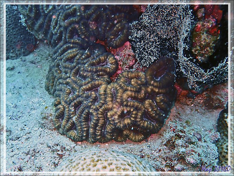 Corail cerveau lobé, Méandrine, Lobed brain coral (Lobophyllia hemprichii) - Spot Antsoha (Rocher 4ème Frère) - Tsarabanjina - Mitsio - Madagascar