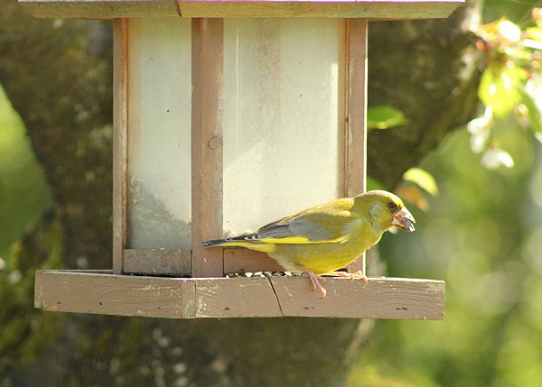 Seulement quelques espèces d'oiseaux ont visité mon jardin cet hiver...