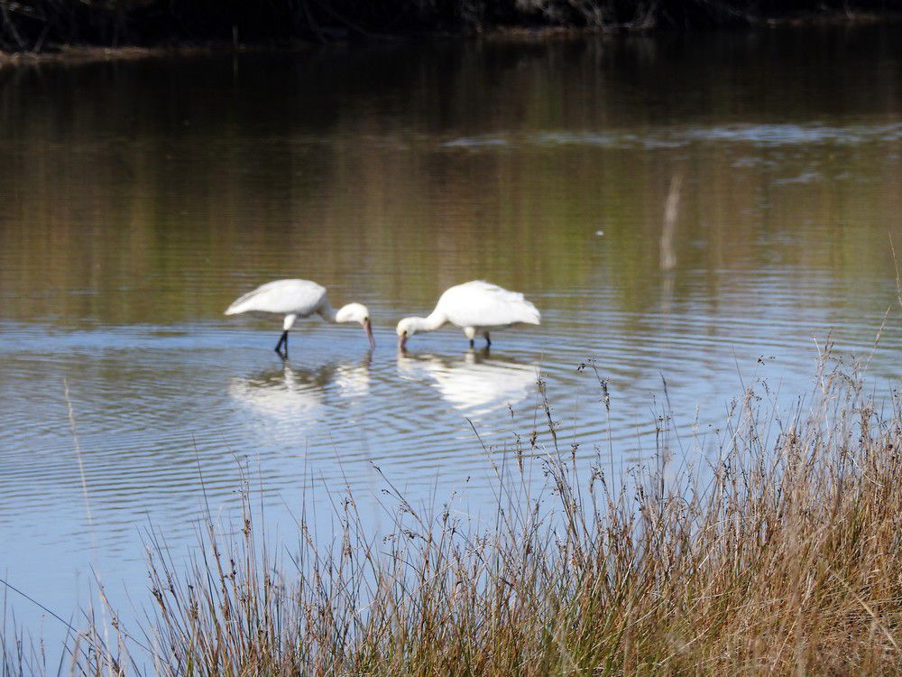Un couple de spatules blanches...