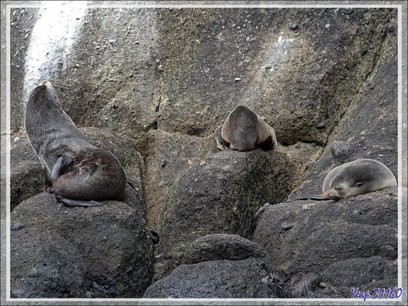 Otarie à fourrure subantarctique, ou Otarie d'Amsterdam, Subantarctic fur seal (Arctocephalus tropicalis ) - Nightingale Island - Tristan da Cunha