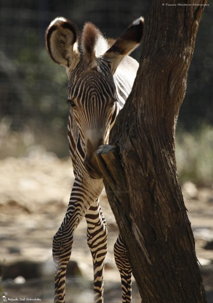 Zèbre de Grevy (Equus grevyi)