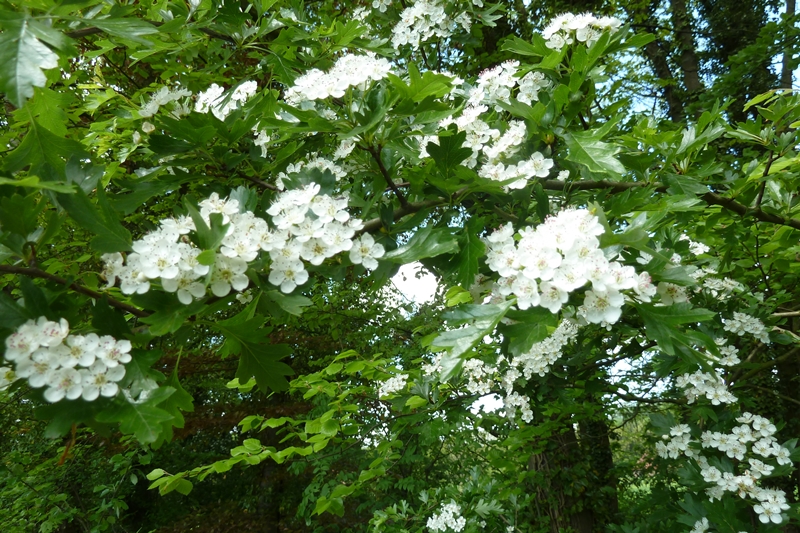 Le printemps de "l'aubépine" ...