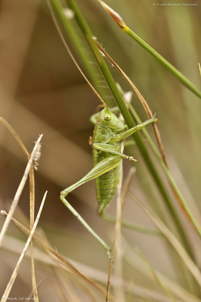 Sauterelle ♂ de la famille des Tettigoniidae