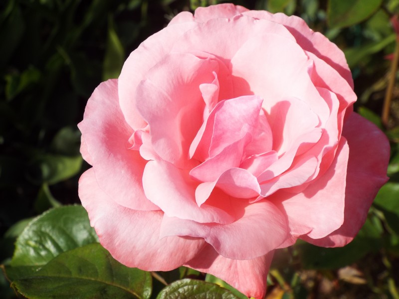eau de rose ...