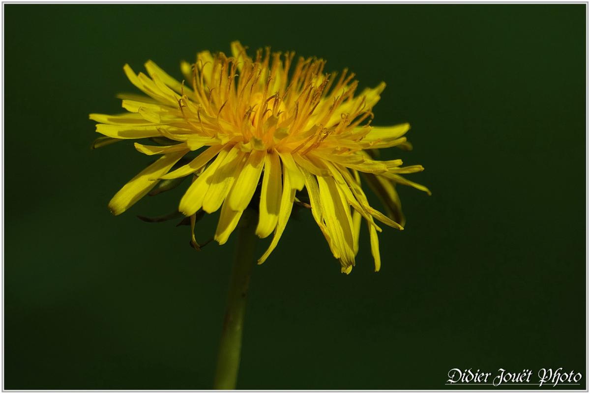 Pissenlit (8) - Taraxacum