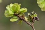 Ormeau Ulmus minor