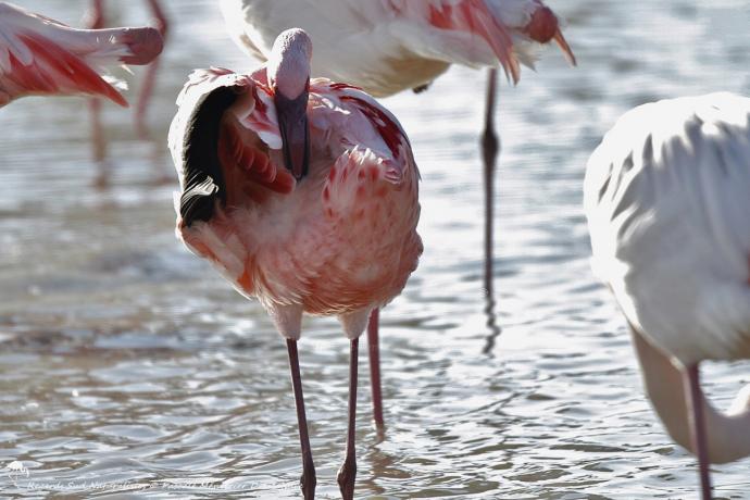 Flamant nain parmi les Flamants roses