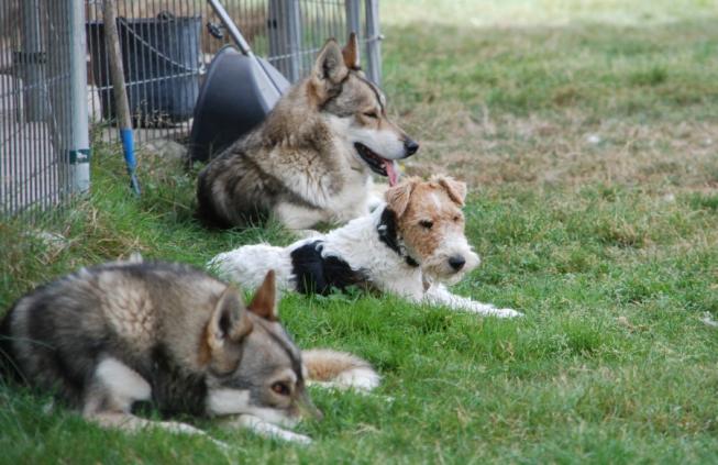 foxterrier husky