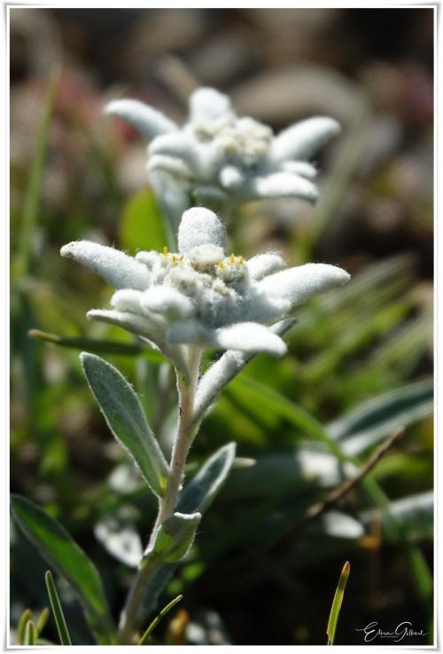 A la rencontre de l'Edelweiss