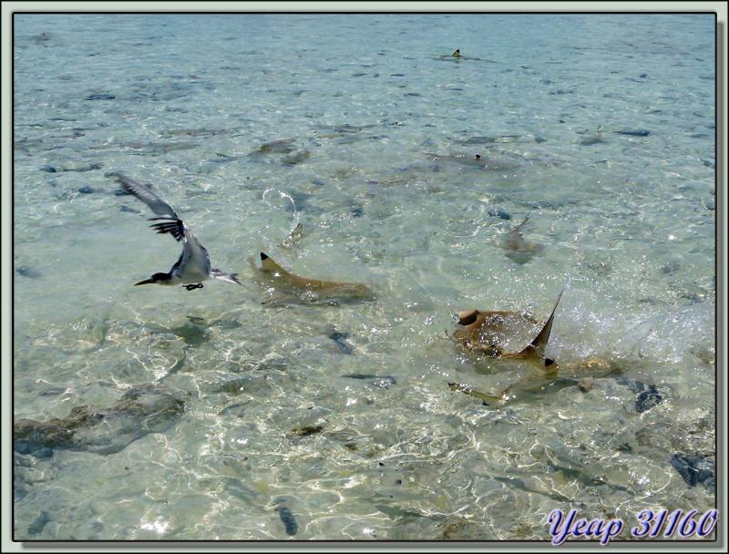 Mouettes huppées et bébés requins - Lagon Bleu - Atoll de Rangiroa - Tuamotu - Polynésie française