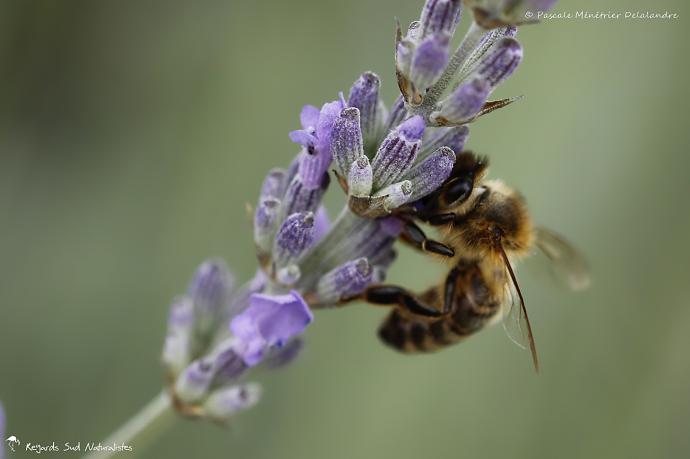 Abeille mellifère ♀