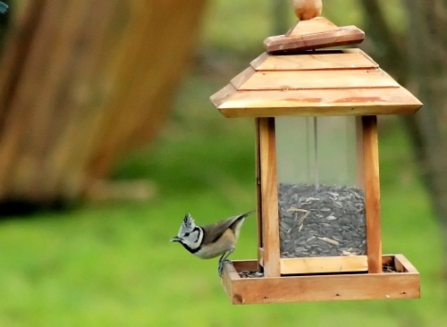 Une nouvelle et jolie visiteuse de mon jardin...