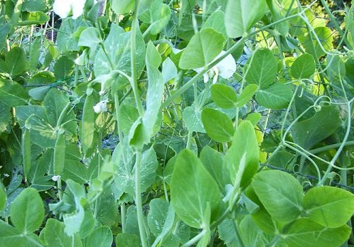 Légumes du mois de Juillet