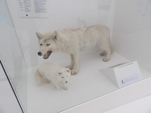 Musée des Mondes Polaires, séjour camping-car