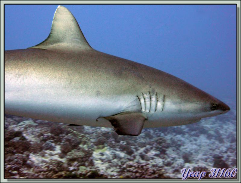 Requin gris (Carcharhinus amblyrhyncos) - Passe d'Avatoru - Rangiroa - Tuamotu - Polynésie française