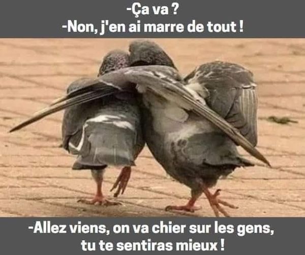 Notre FRANCE part en couille....