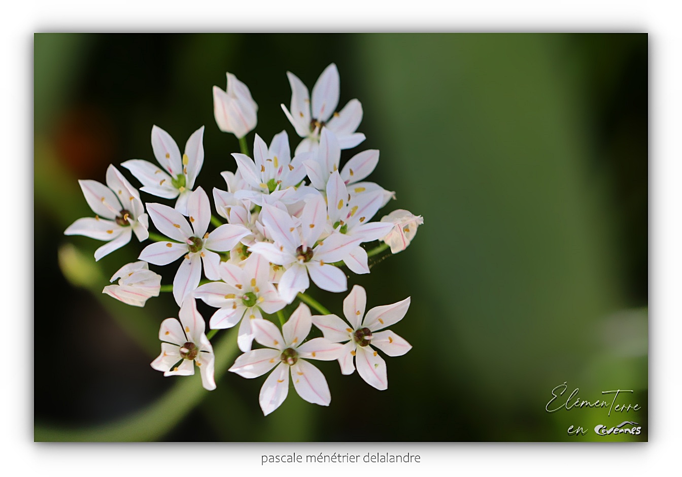 Ail de Naples, Ail d'ornement - Allium neapolitanum