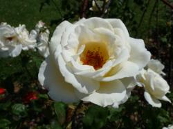 Un dimanche au parc  ... 