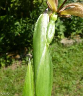 Iris foetidissima  -  iris fétide - iris gigot