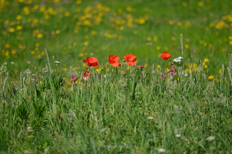 Rambouillet : Les derniers coquelicots