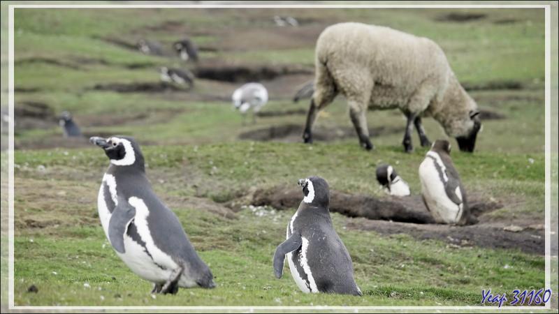 Les moutons cohabitent avec les espèces sauvages, ici des Manchots de Magellan - The Neck (Le Détroit) - Saunders Island - Falkland (Malvinas, Malouines) - Grande-Bretagne